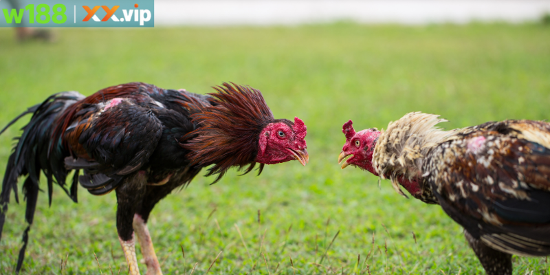 Cách nhận biết đá gà láo từ sân chơi W188