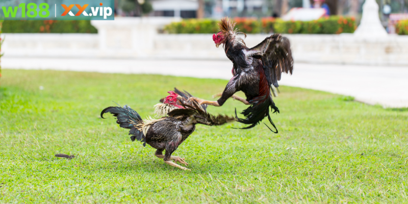 Cảnh giác thủ đoạn bịp khi cược