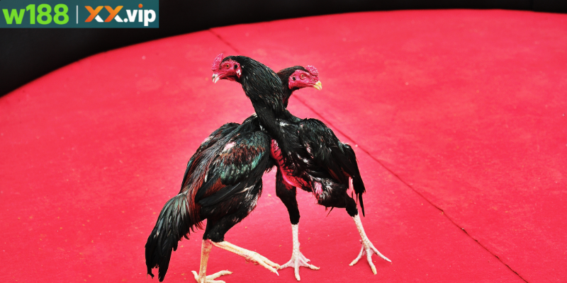 Tổng quan trường gà Campuchia nổi bật