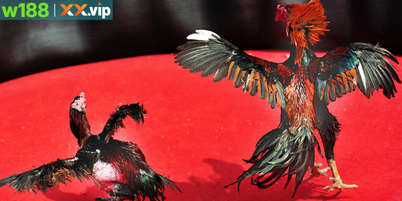 Thể loại đá gà phổ biến tại trường gà Campuchia