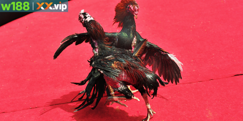 Hoạt động sôi động tại trường gà Long An