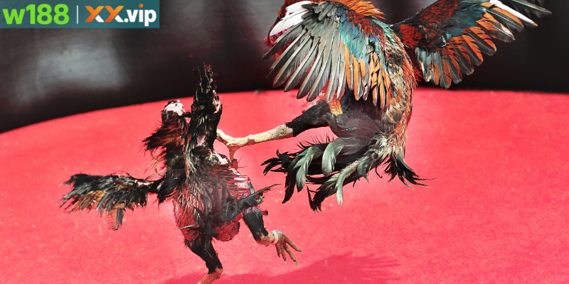 Sảnh đá gà W188 thu hút nhiều người chơi