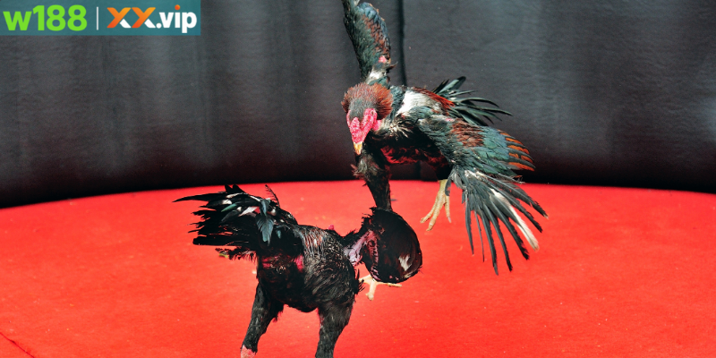 Đá gà với nhiều hình thức cược hấp dẫn tại W188